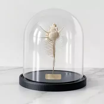 Статуэтка Murex Pecten Glass Cloche