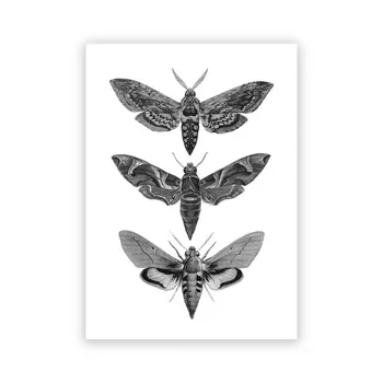 Винтажные плакаты с принтами мотыльков и насекомых, домашний декор для стен, обучающие фотографии с животными, картины на холсте, художественное украшение для детской комнаты 21x30cm No Framed