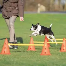 Набор препятствий для аджилити Trixie Dog Activity, 6 конусов, 3 рейки для собак (23 × 30 см, 78 см)