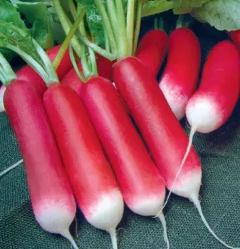 Редис Внучкина радость (2 гр.)