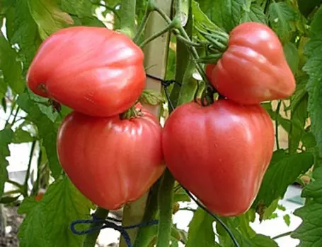 Томат Бычье Сердце Розовое (0,1 гр.)
