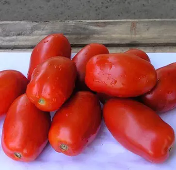 Томат Инкас F1 (12 шт.)