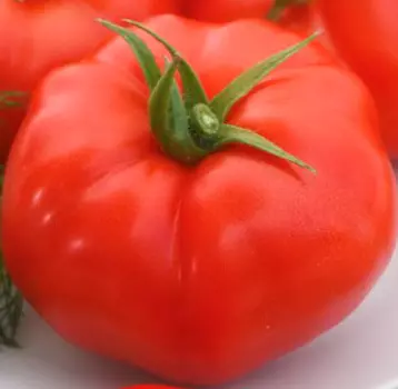 Томат Кассиопея F1 (12 шт.)
