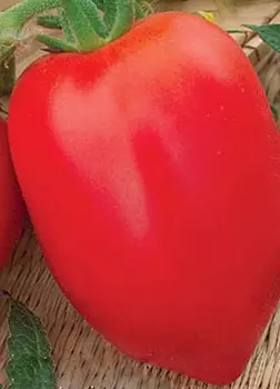 Томат Красный бархат (15 шт.)