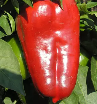 Перец сладкий Корней (0,25 гр.)