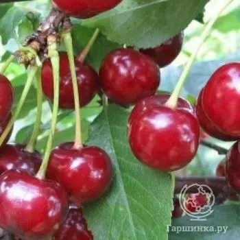 Вишня Фея