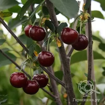 Вишня Загорьевская (самоплодная)
