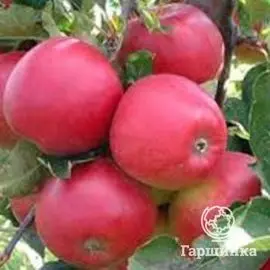 Яблоня Афродита