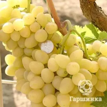 Виноград Аркадия мускатный ранний