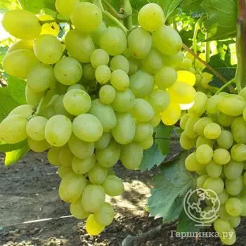 Виноград Супер Экстра сочный крупноплодный