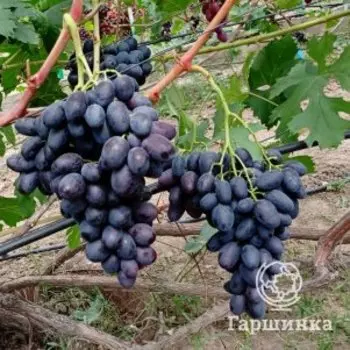 Виноград Торнадо столовый