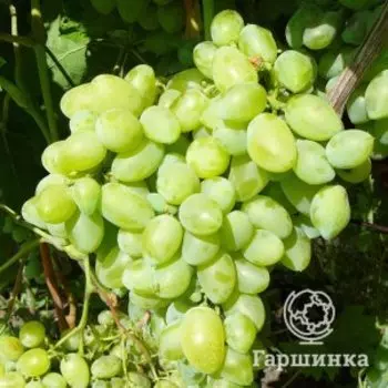 Виноград Валёк столовый