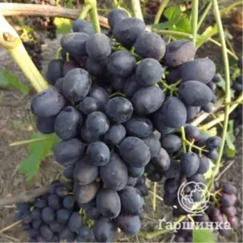 Виноград Забава ранний темно-синий