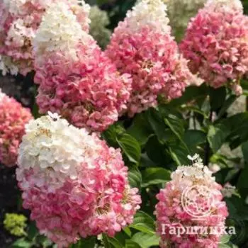 Живая изгородь: Гортензия Пинки Промис 10шт