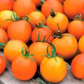 Томат Жемчужина оранжевая