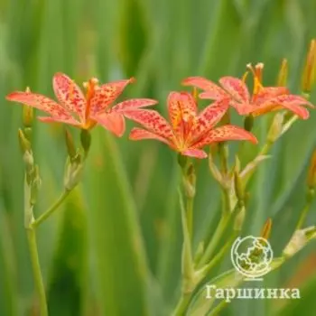 Беламканда китайская