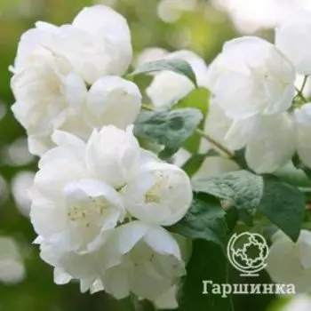 Чубушник (жасмин садовый) Вирджиналь