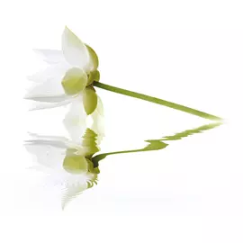 City White Lilies Панно 40x50 (2пл)