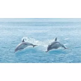 Dec Ocean Декор КВС16Ocean 25х45