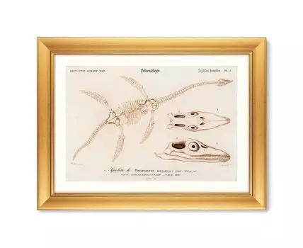 Репродукция картины в раме Plesiosaurus, 1849г. (золотистый, 80,5)