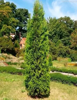 Туя складчатая Шугар Энд Спайс 1 шт Р9