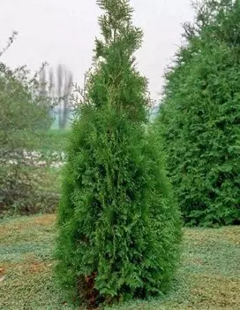 Туя западная Кинг оф Брабант 1 шт Р9