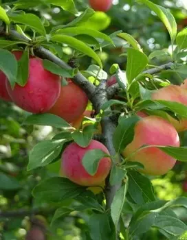Слива Китайская Скороплодная (Prunus salicina) 1 шт