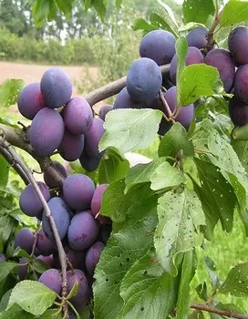 Слива Ника 1 шт ОКС