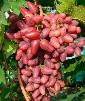 Виноград Дубовский розовый (раннесредний сорт)