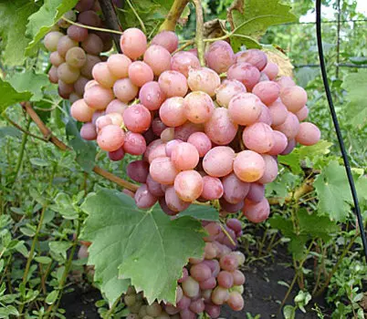 Виноград Ливия (сверхранний сорт)