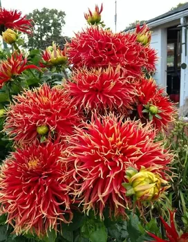 Георгина Шоу'н Телл 1 шт.