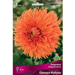 Георгина бахромчатая Ориндж Фубуки