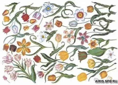 Бумага для декупажа мягкая, 50х70 см, TO-DO (90674)