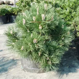 Сосна черная 3 ltr, 30-50