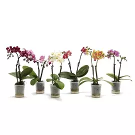 Фаленопсис Orangery phal tiny dolls 6/17
