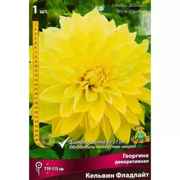 Георгина декоративная Кельвин Фладлайт