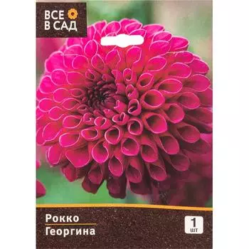 Георгина помпонная Рокко I, 1 шт