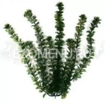 Растение аквариумное Green Cabomba (L) 30 см. с утяжелителем 270534