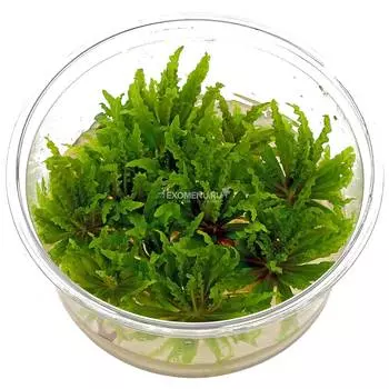 Погостемон Хелфера (Pogostemon Helferi) меристемное