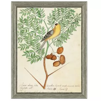 Постер Paradise Bird On Branch