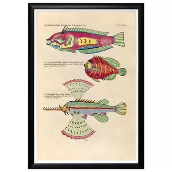 Постер в черной раме Fish Guide 23