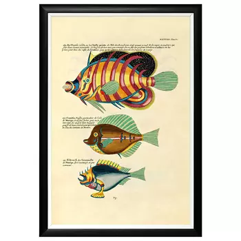 Постер в черной раме Fish Guide 24