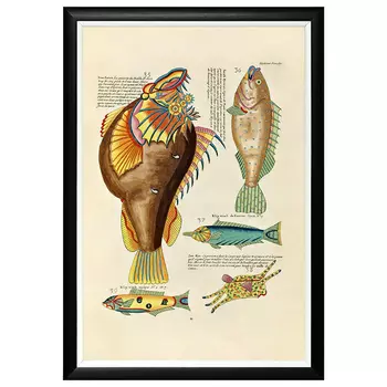 Постер в черной раме Fish Guide 5