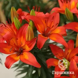 Лилия Оранж Матрикс азиатская низкорослая
