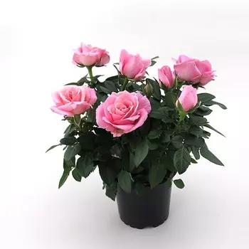 Роза rosa infinity mix 14/40