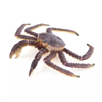 Collecta Фигурка Камчатский краб XL