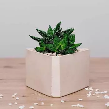 Хавортия лимифолия в треугольном кашпо (wowbotanica) бежевый 13x13 см.