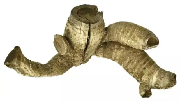 UDeco Bamboo root-Натуральная коряга "Корень бамбука гладкий" для аквариумов и террариумов (M)