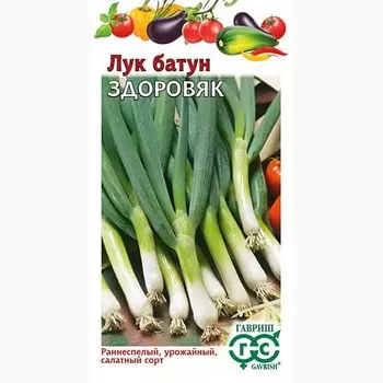 Лук батун Здоровяк Гавриш