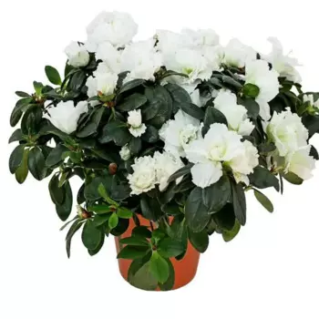 Азалия Люкс микс 14 h25 см
